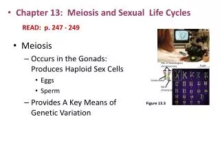 Meiosis Occurs in the Gonads: Produces Haploid Sex Cells Eggs Sperm