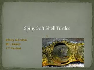 Spiny Soft Shell Turtles
