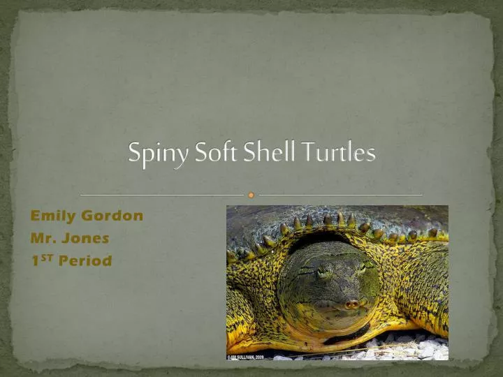 spiny soft shell turtles