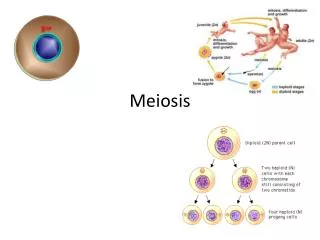 meiosis