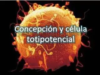 concepci n y c lula totipotencial