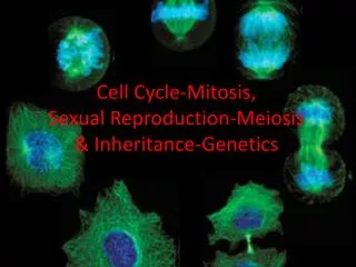 Cell Cycle-Mitosis, Sexual Reproduction-Meiosis &amp; Inheritance-Genetics