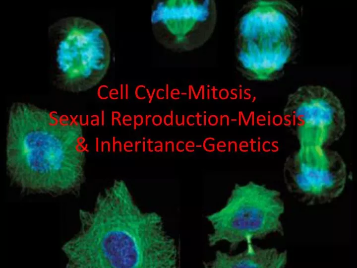 cell cycle mitosis sexual reproduction meiosis inheritance genetics