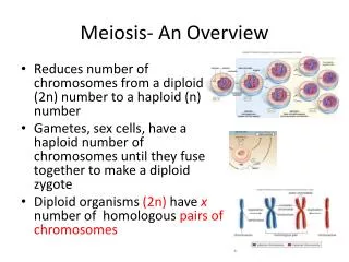 Meiosis- An Overview