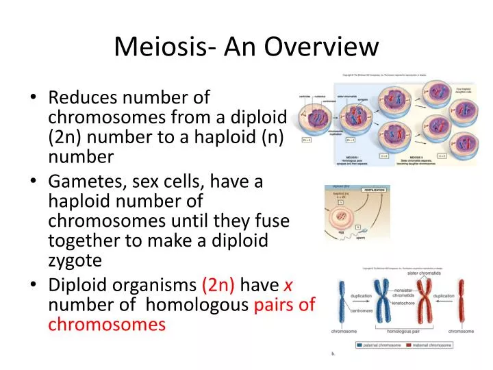 meiosis an overview
