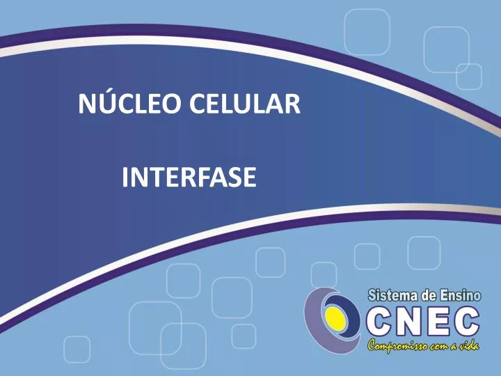 n cleo celular interfase