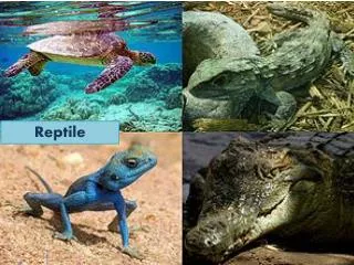 Reptile