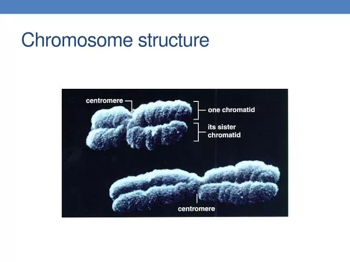 chromosome structure