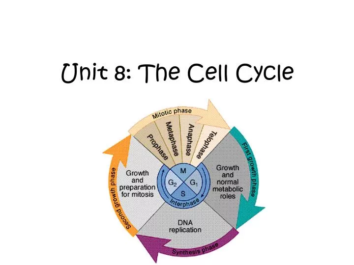 unit 8 the cell cycle