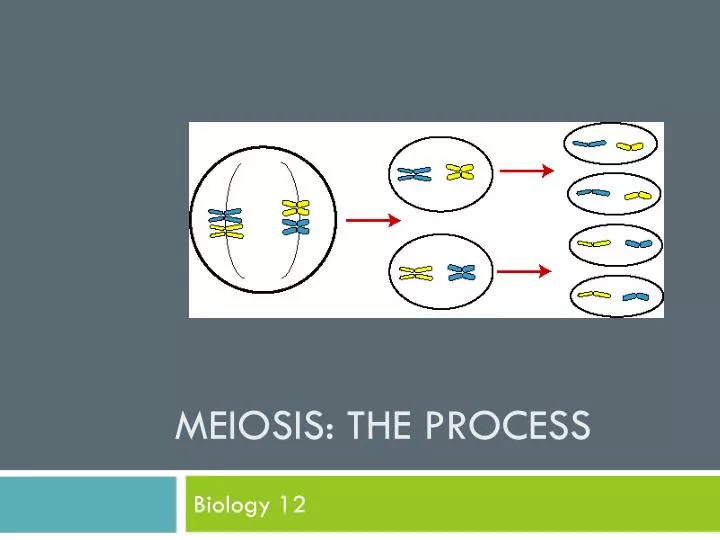 meiosis the process