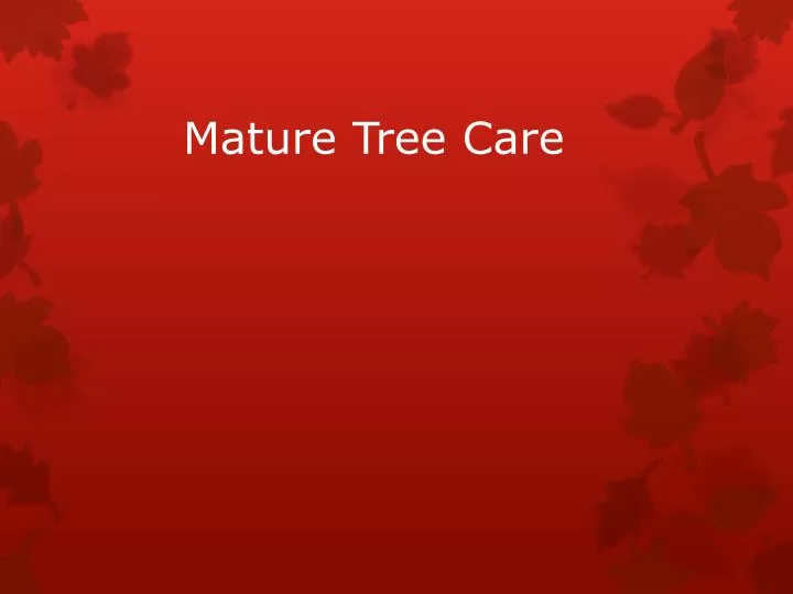 mature tree care
