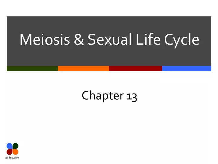 meiosis sexual life cycle