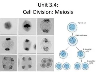Unit 3.4: Cell Division: Meiosis