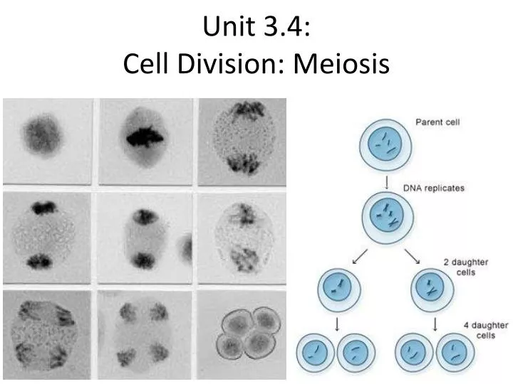 unit 3 4 cell division meiosis