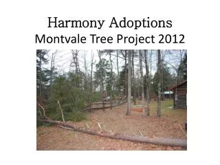 Harmony Adoptions Montvale Tree Project 2012