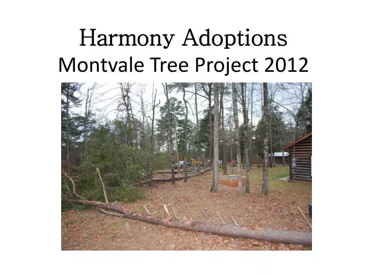 harmony adoptions montvale tree project 2012