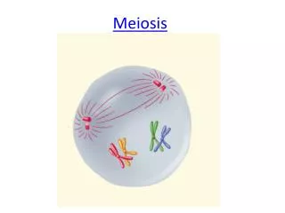 meiosis