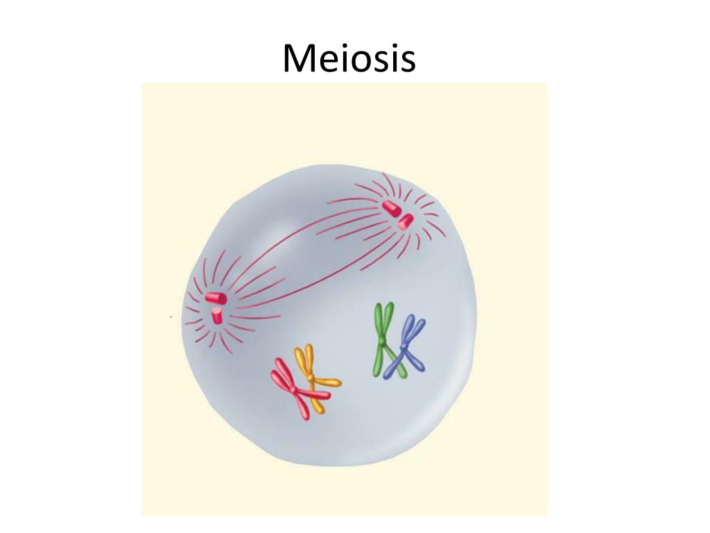 PPT - Understanding Meiosis: The Process of Gamete Formation and ...