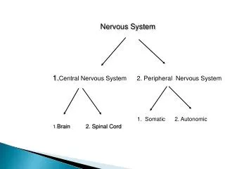 Nervous System 1. Central Nervous System 2. Peripheral Nervous System