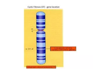 Cystic Fibrosis (CF) - gene location