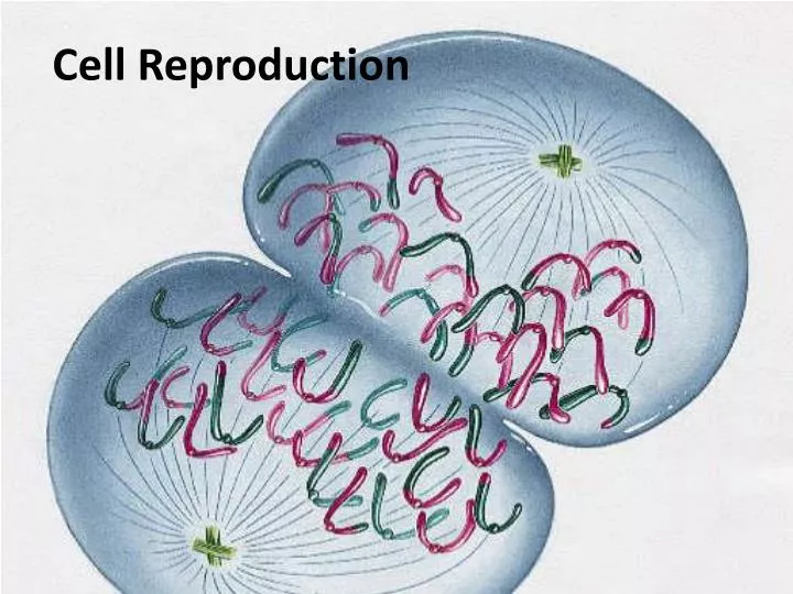 cell reproduction