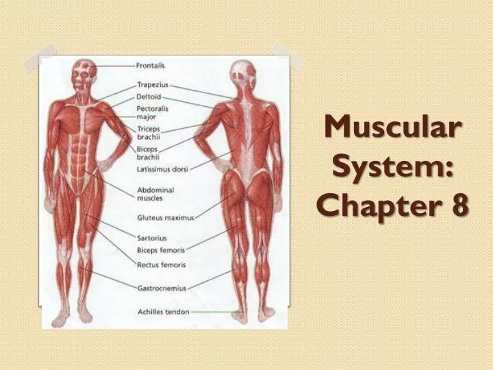 muscular system chapter 8