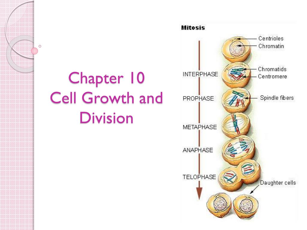 PPT - Chapter 10 Cell Growth and Division PowerPoint Presentation, free ...