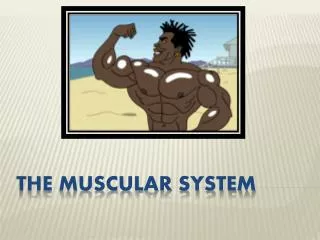 THE MUSCULAR SYSTEM