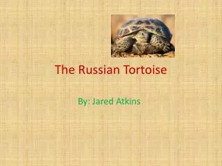 The Russian Tortoise