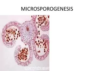 MICROSPOROGENESIS