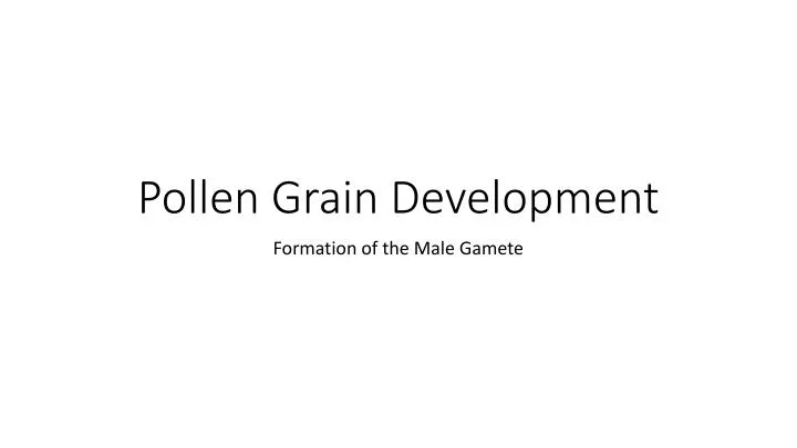 pollen grain development