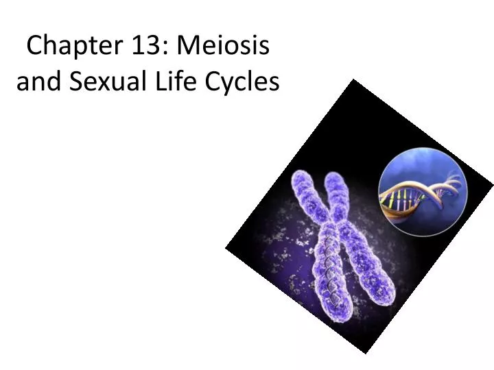 chapter 13 meiosis and sexual life cycles