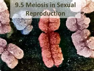 9.5 Meiosis in Sexual Reproduction