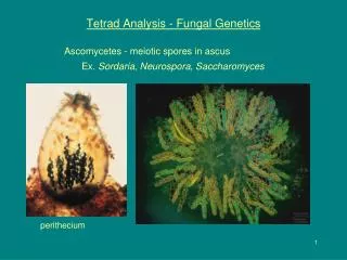 Tetrad Analysis - Fungal Genetics