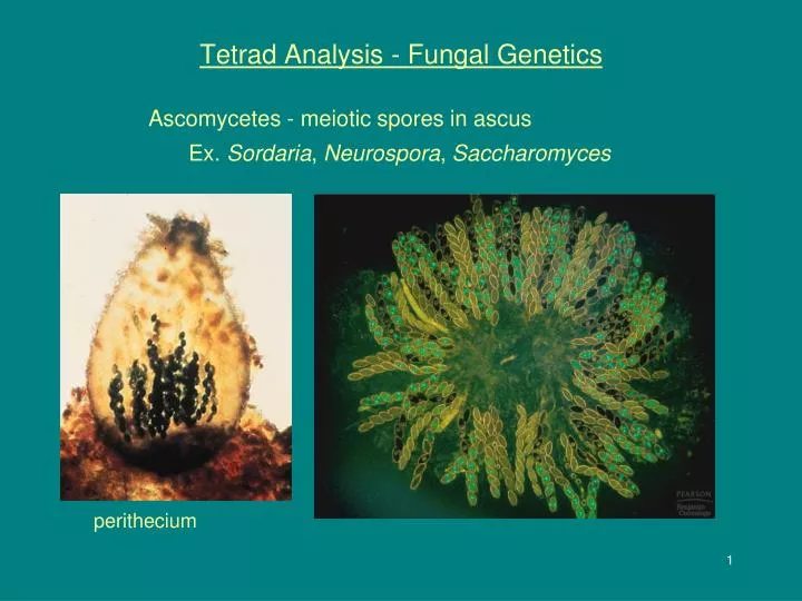 tetrad analysis fungal genetics