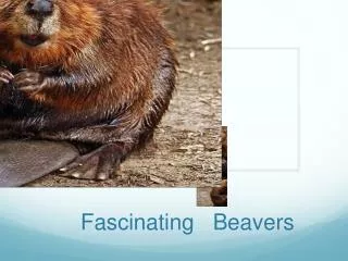 Fascinating Beavers