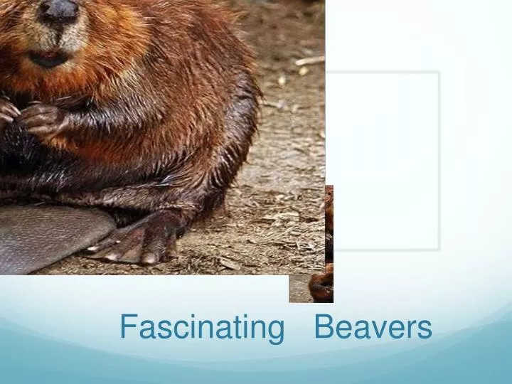 fascinating beavers