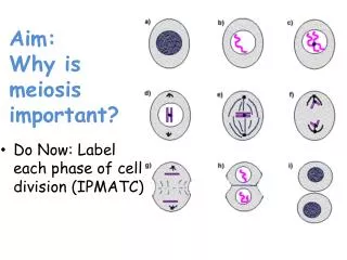 Aim: Why is meiosis important?
