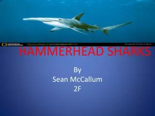 HAMMERHEAD SHARKS