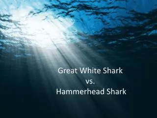 Great White Shark vs. Hammerhead Shark
