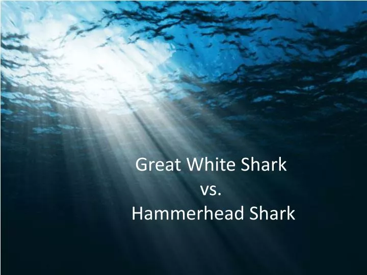 great white shark vs hammerhead shark