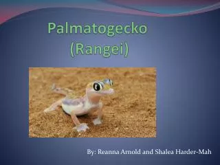 Palmatogecko 	( Rangei )