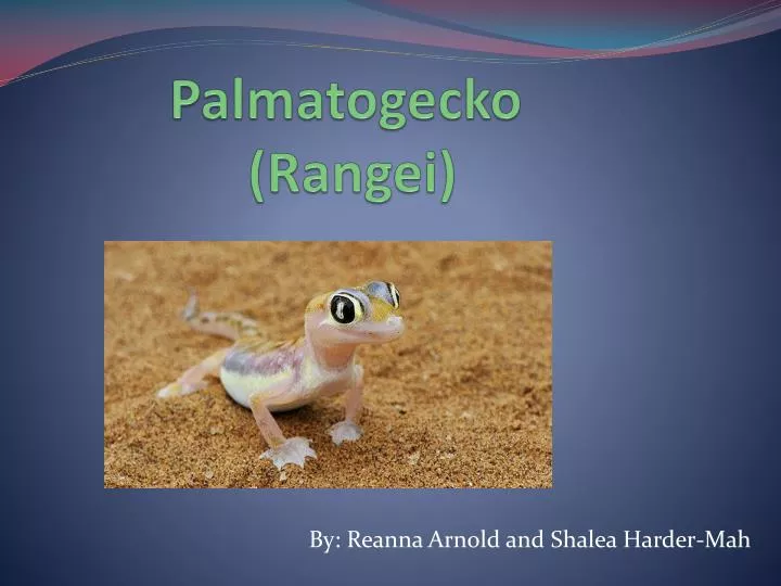 palmatogecko rangei