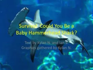 Survival: Could You Be a Baby Hammerhead Shark?