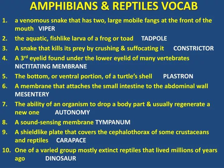 amphibians reptiles vocab
