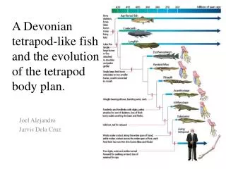 A Devonian tetrapod-like fish and the evolution of the tetrapod body plan.