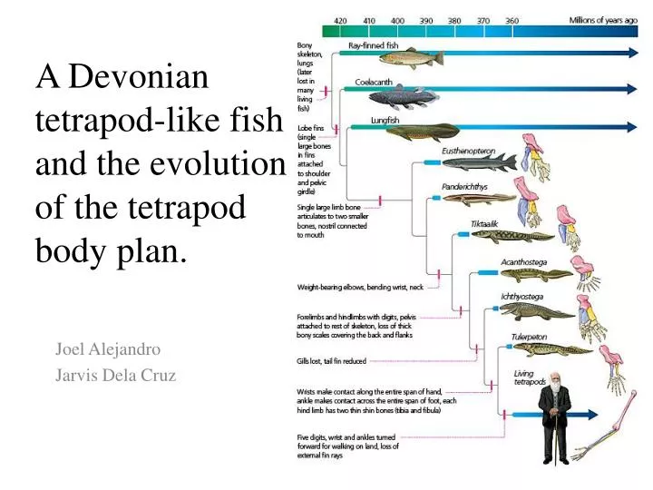 a devonian tetrapod like fish and the evolution of the tetrapod body plan