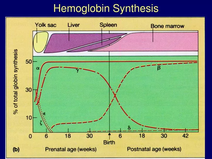 hemoglobin synthesis