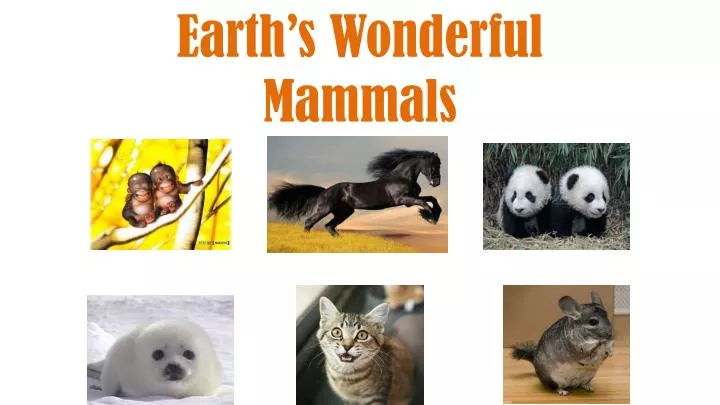 earth s wonderful mammals