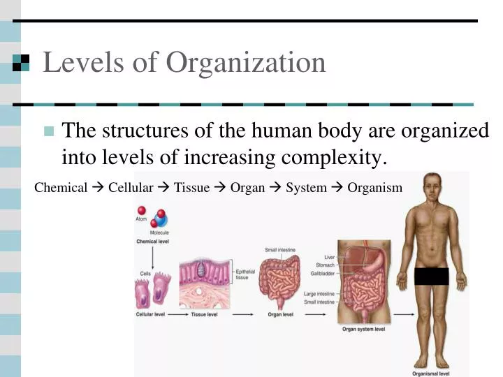 levels of organization